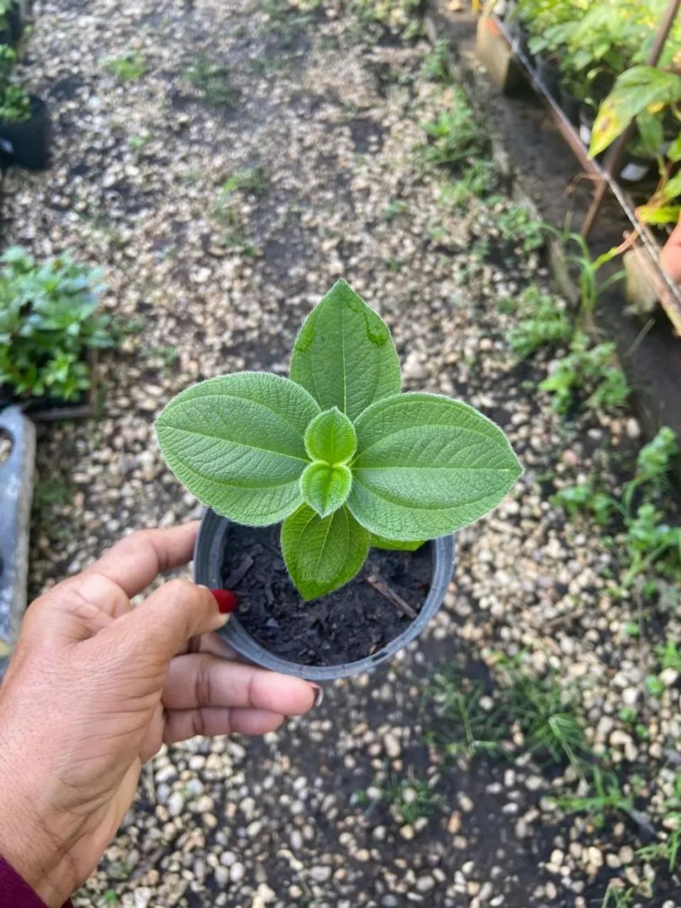 Plantas variadas 