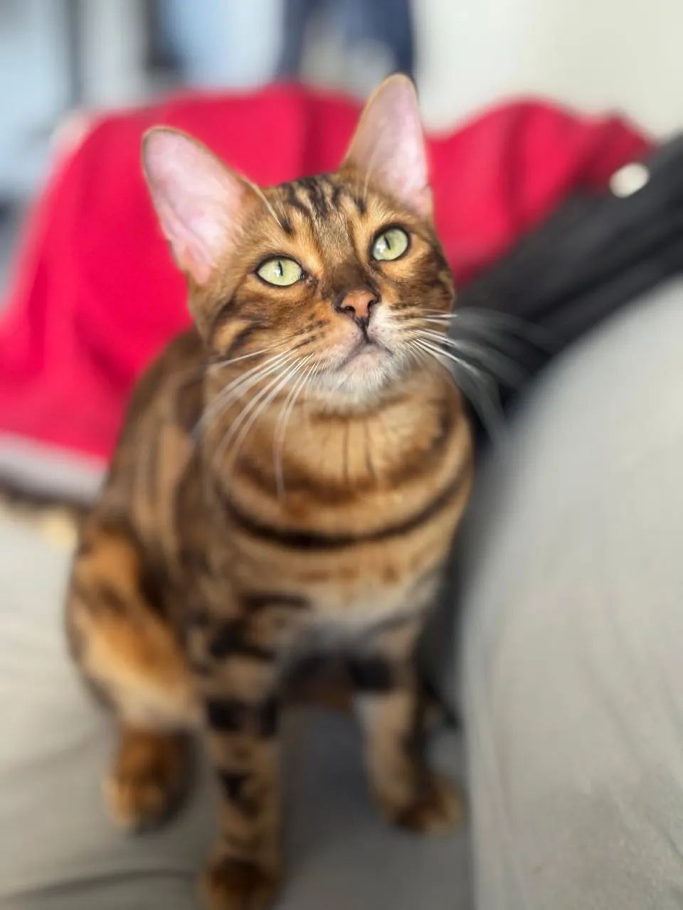 Gato Bengal 2 anos Macho Puro | em 10 vezes sem juros