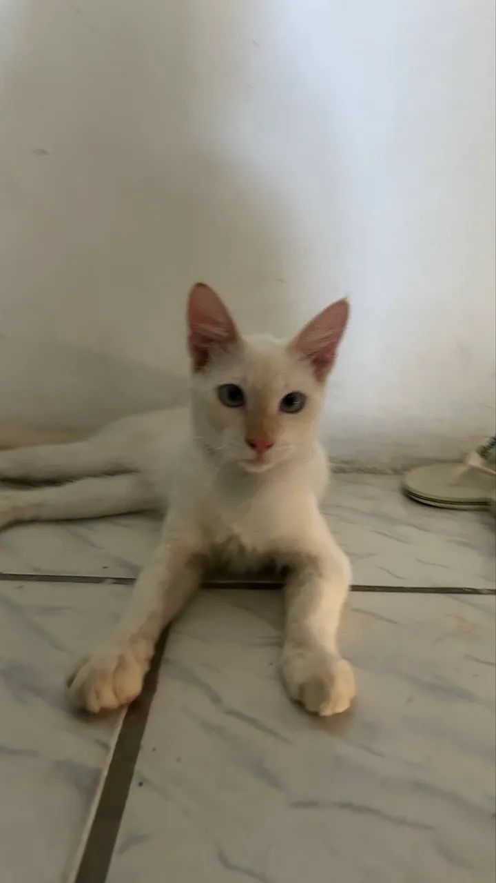 Gatinho  - Foto 3