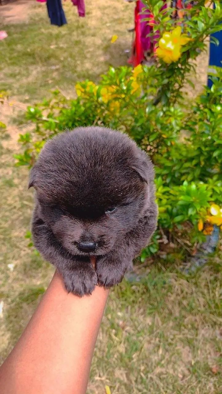 Cachorro Chow Chow - Foto 2