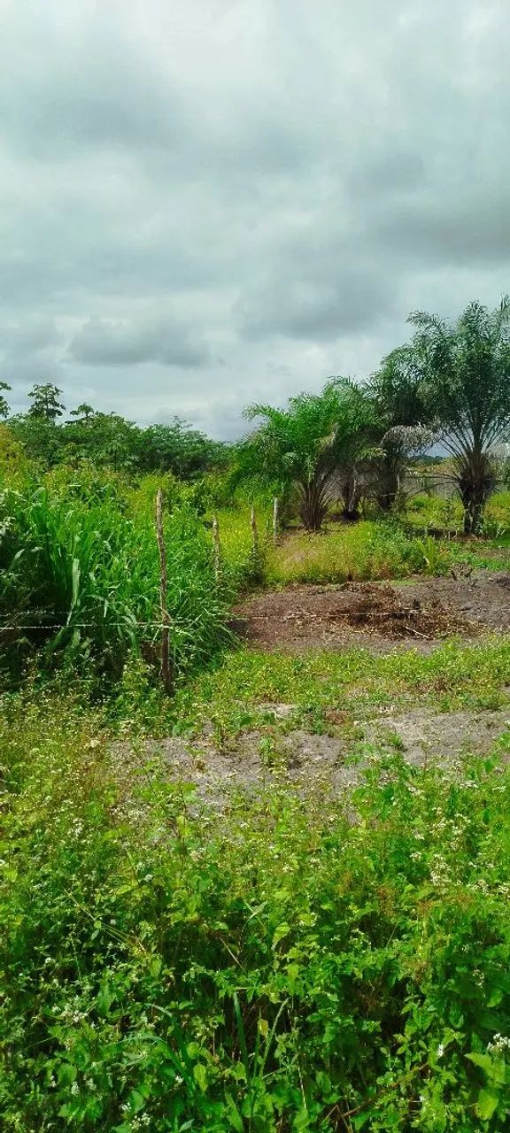 Terreno grande e excelente para sítio  - Foto 3
