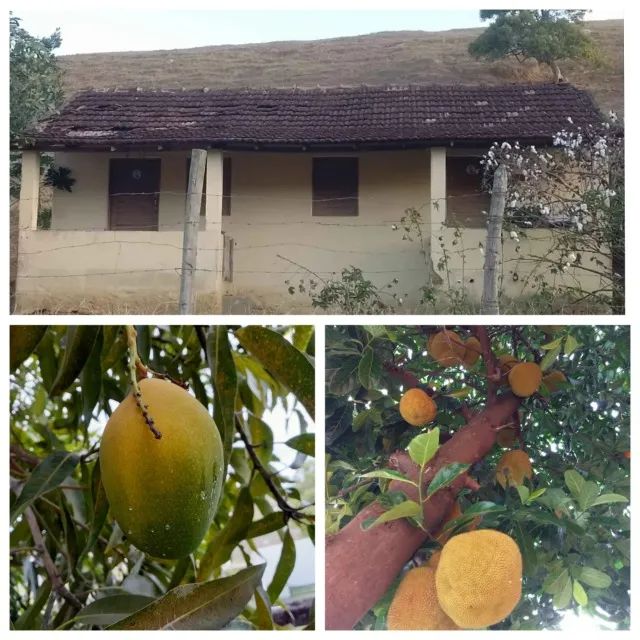 Chácara casa pé de manga jaca goiaba 