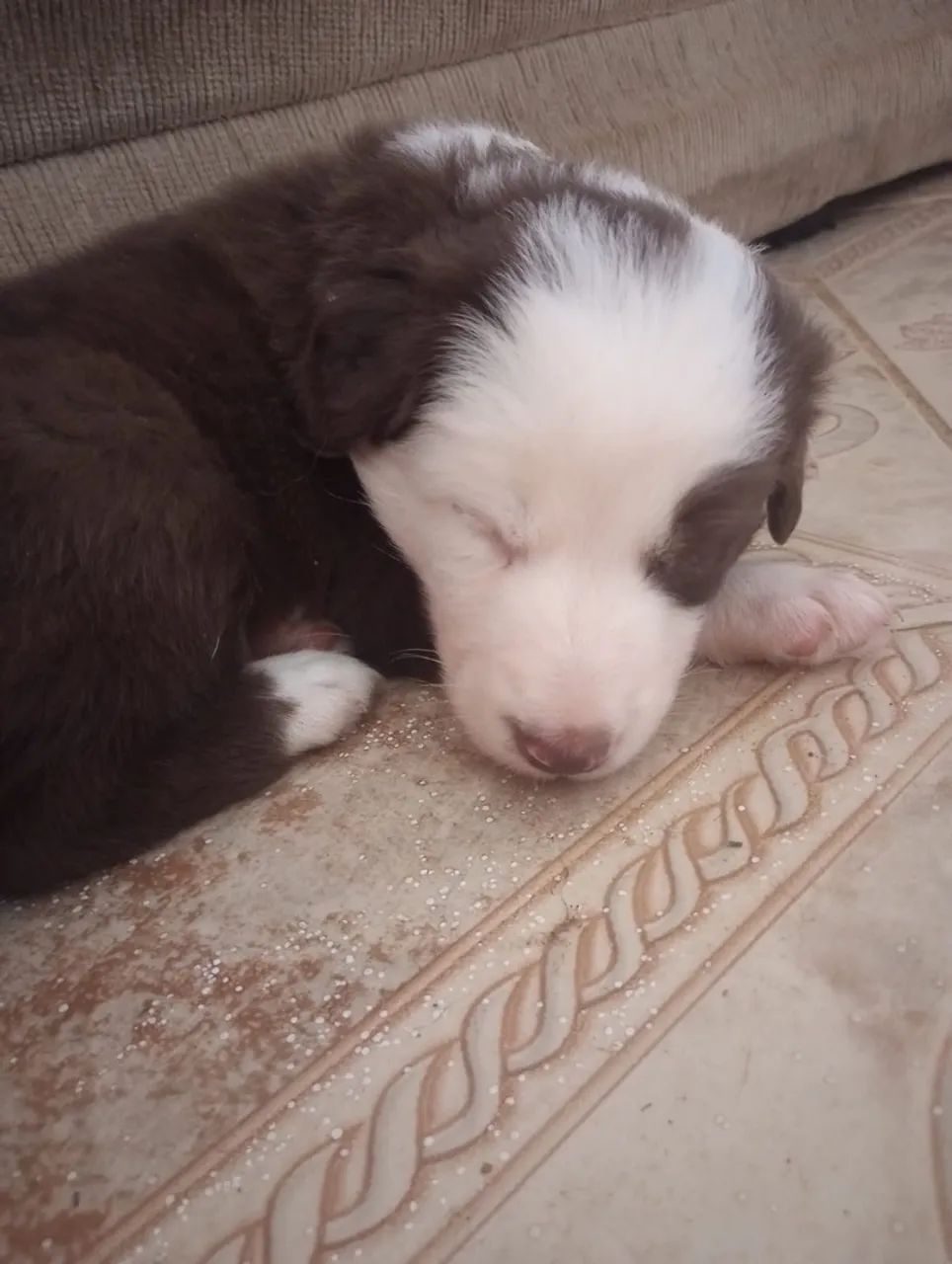 Filhote Boder Collie - Foto 3