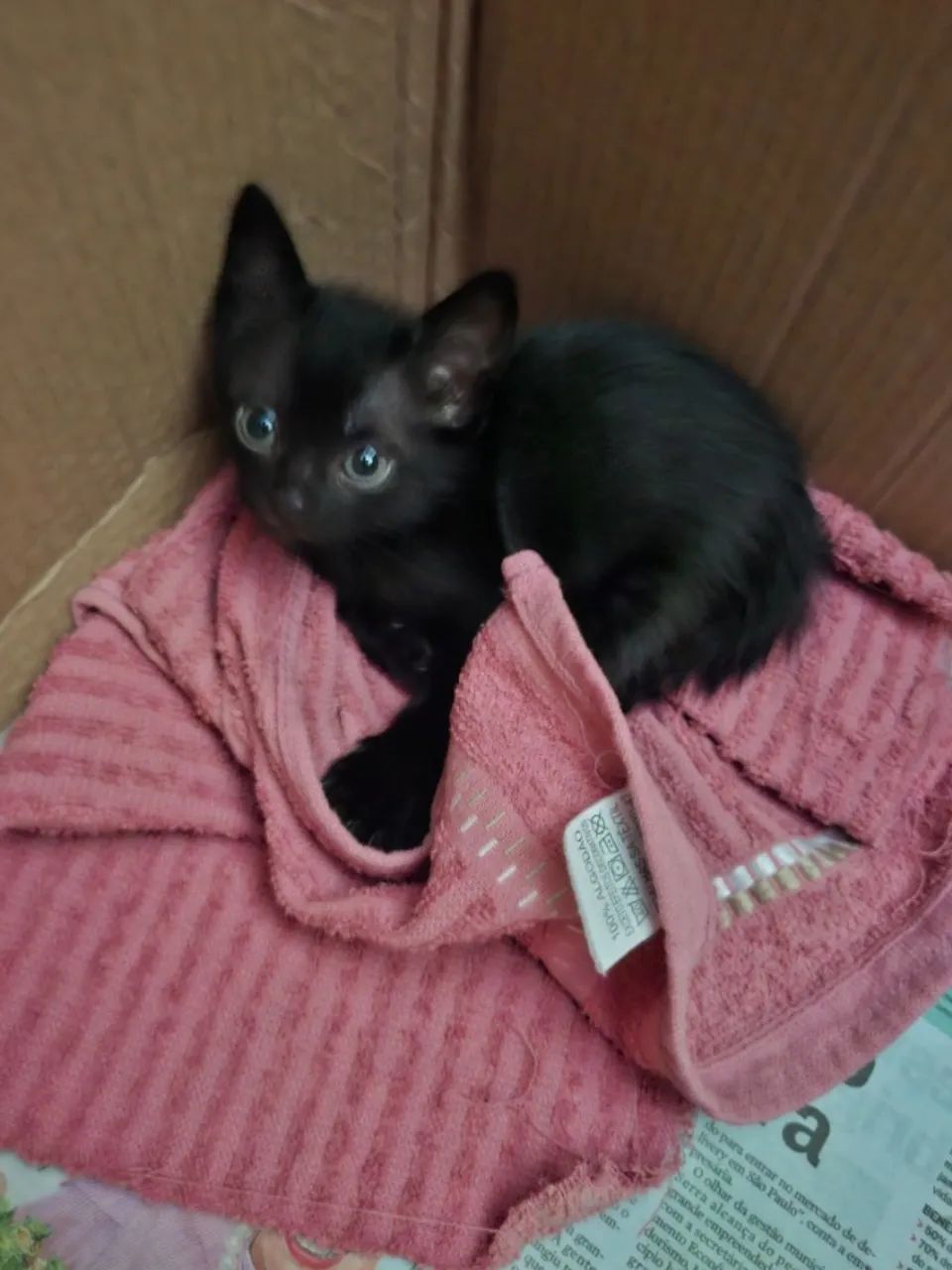 Doação responsável de gatinha