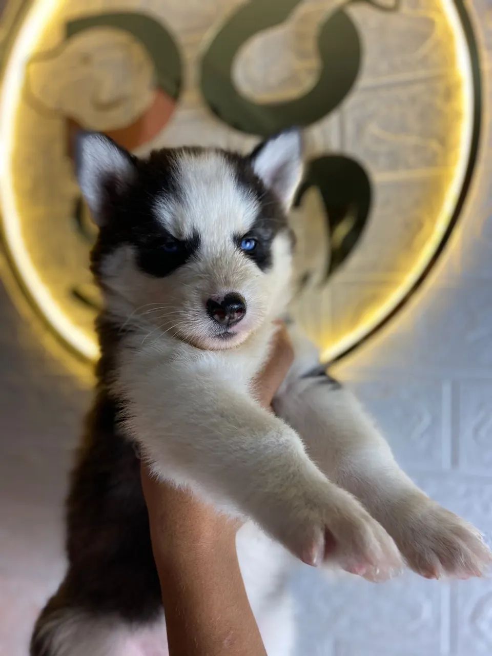 Husky siberiano  - Foto 4