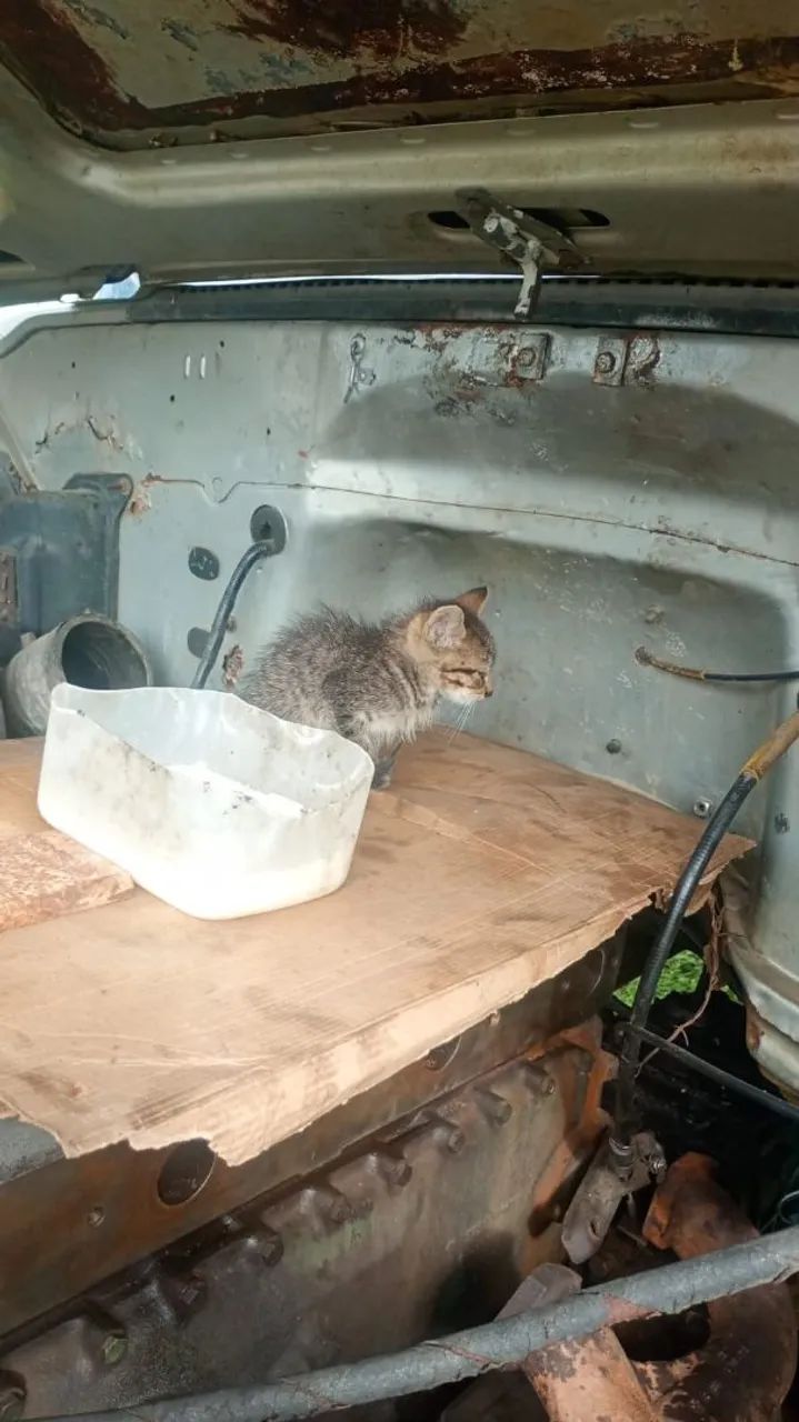 Gatos para adoção  - Foto 2