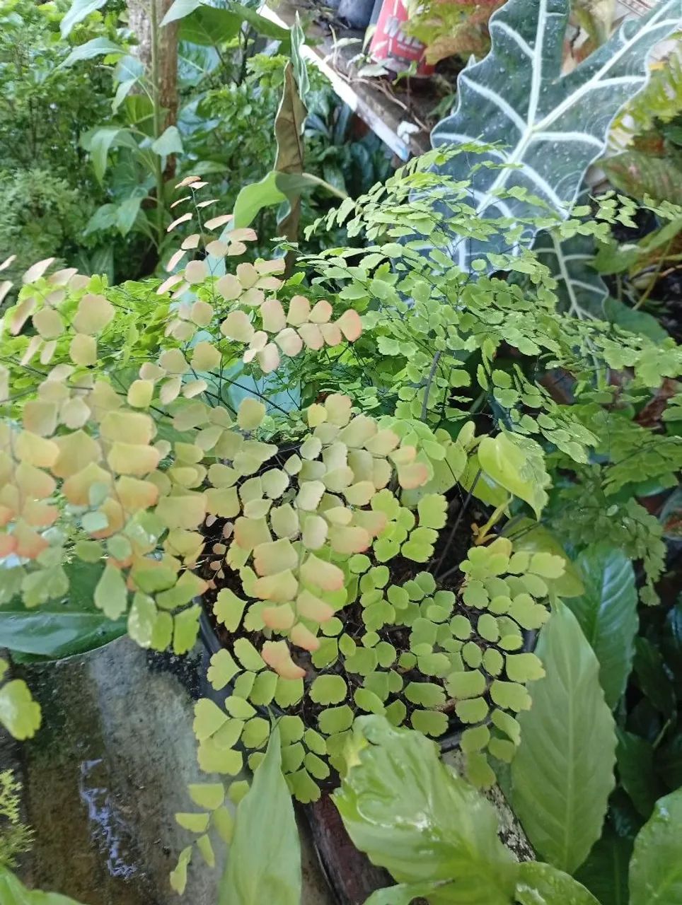 Vende-se plantas  - Foto 4