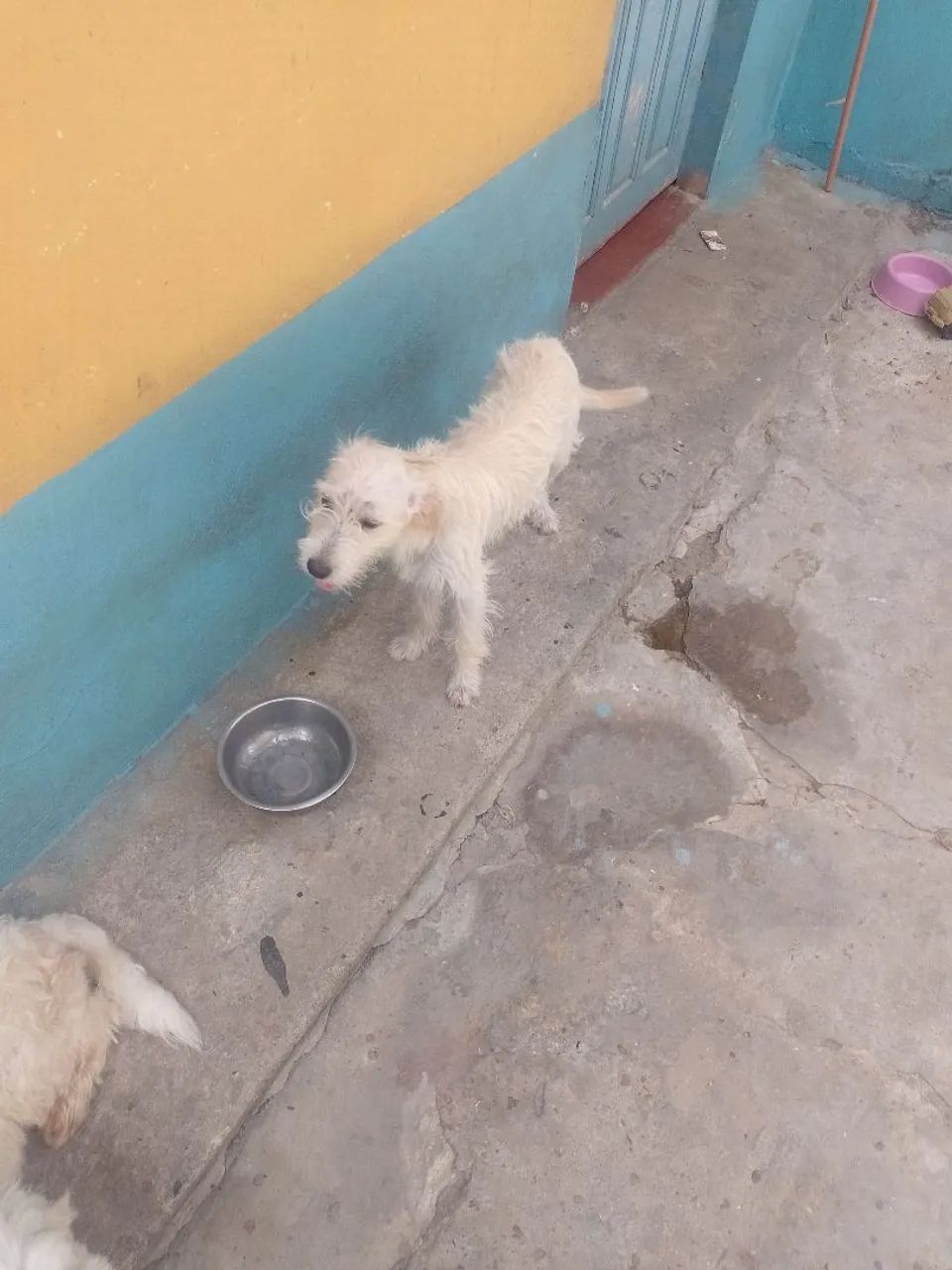 Cachorro para doação 