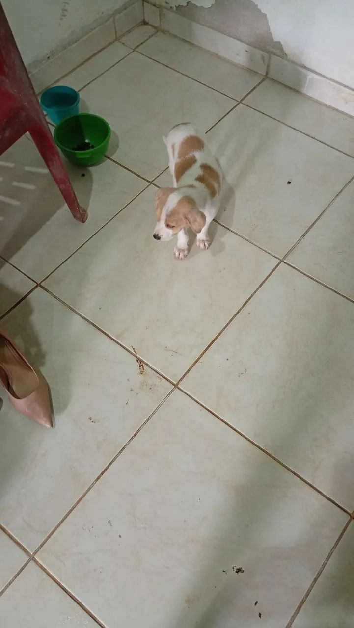 Cachorro 