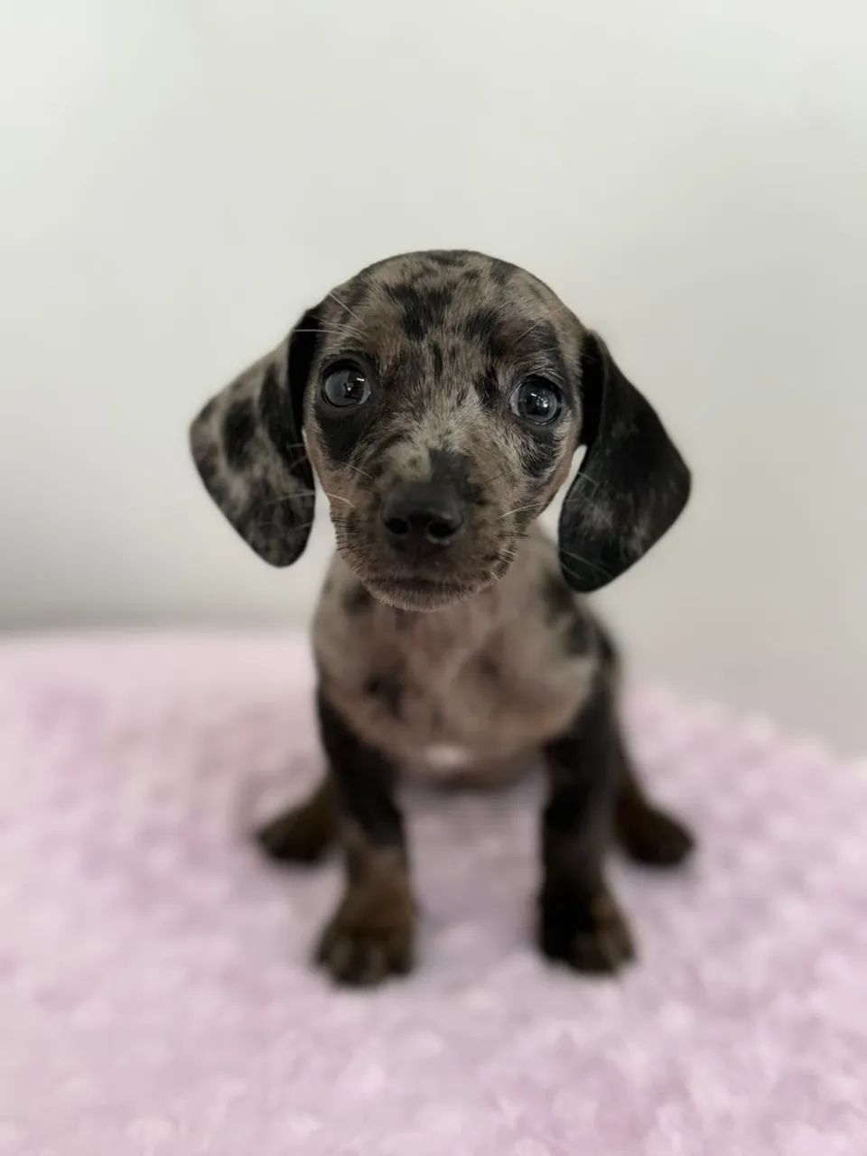 dachshund salsichinha  - Foto 5