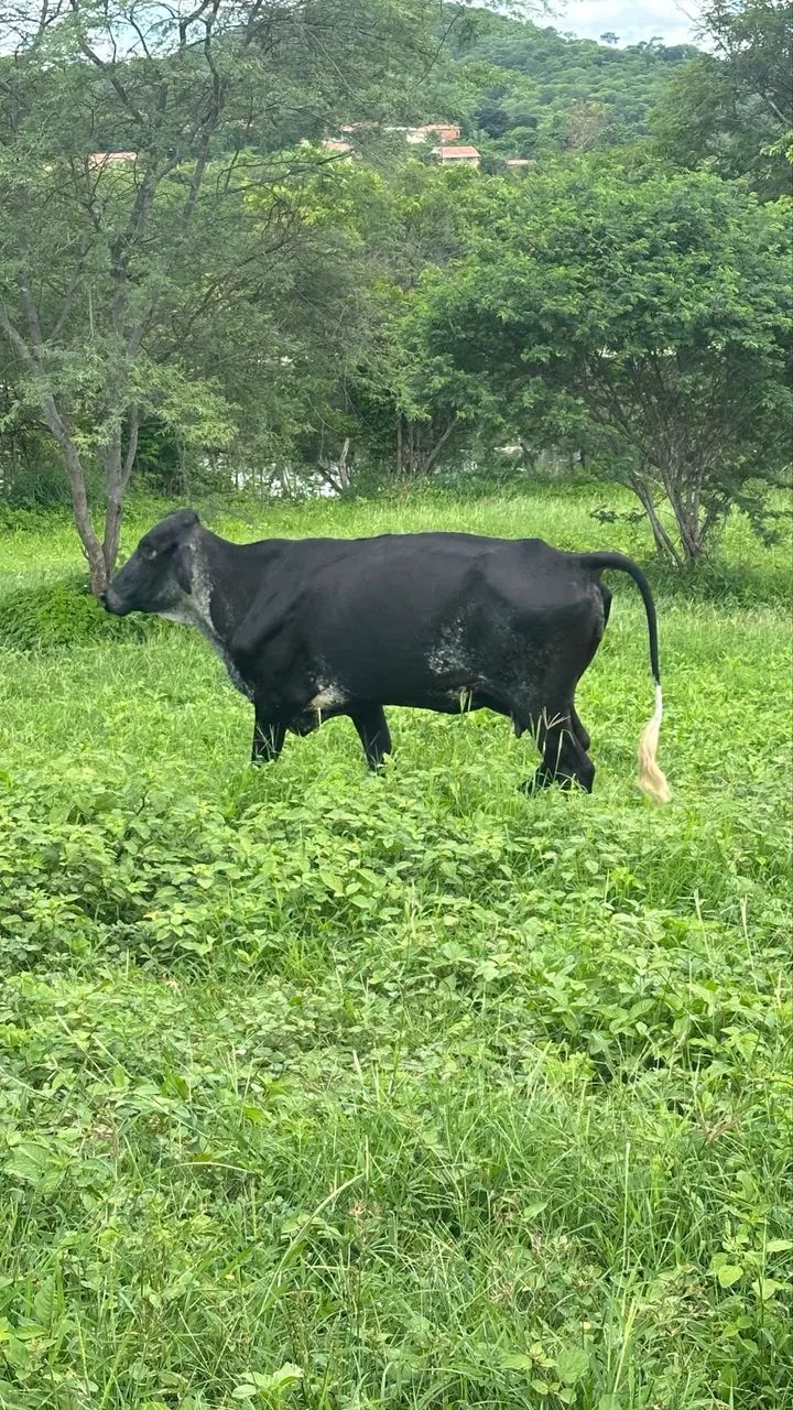 Vacas prenha - Foto 2