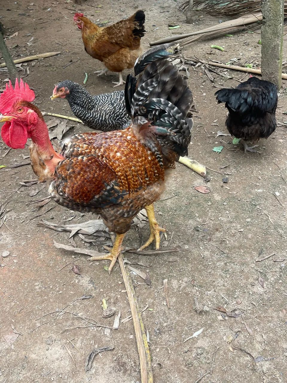 Galo Caipira Gigante 