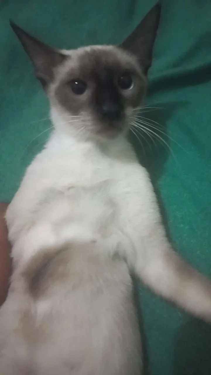 Doação de animais 