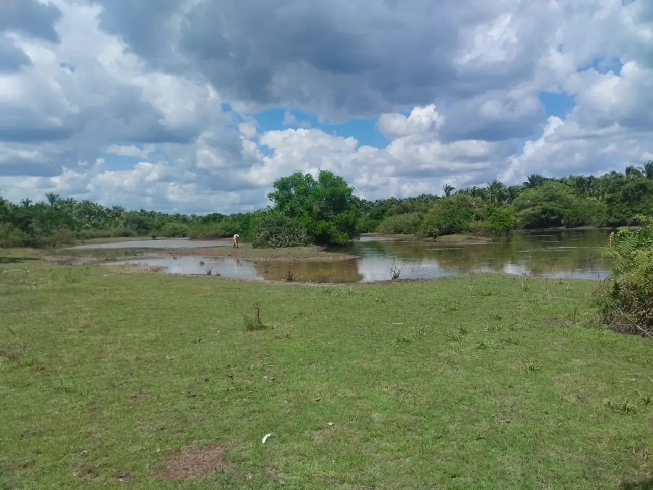 FAZENDA: Fazenda de 310 hectares a venda na beira do rio em Chapadinha-MA - Foto 5