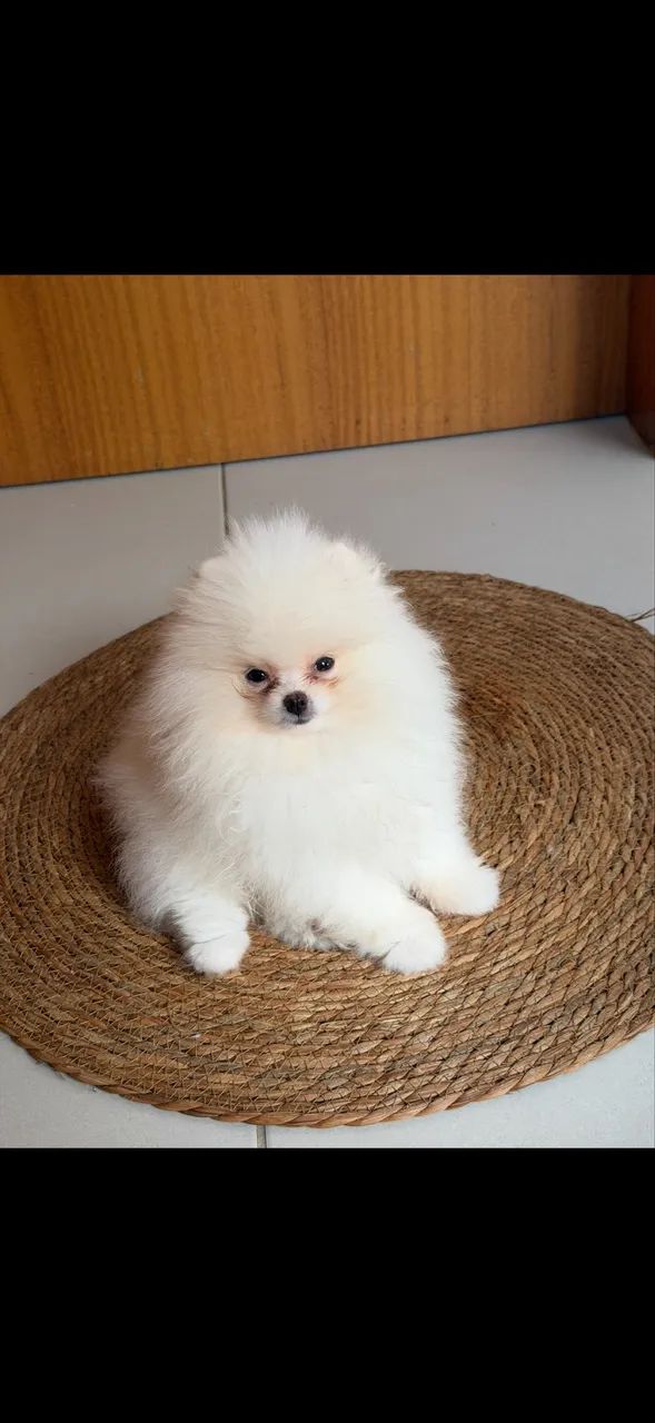 Lulu da pomeranea 