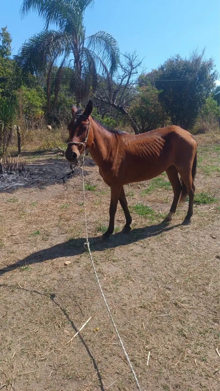 Égua mansa 