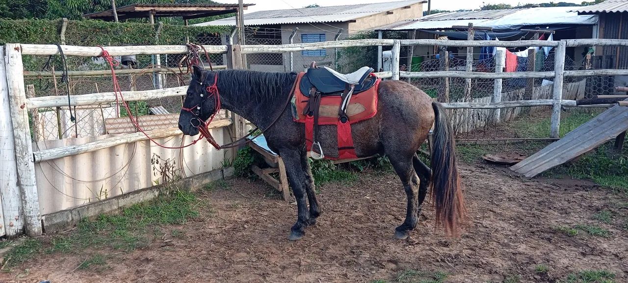 Piquira rozilho de preto 