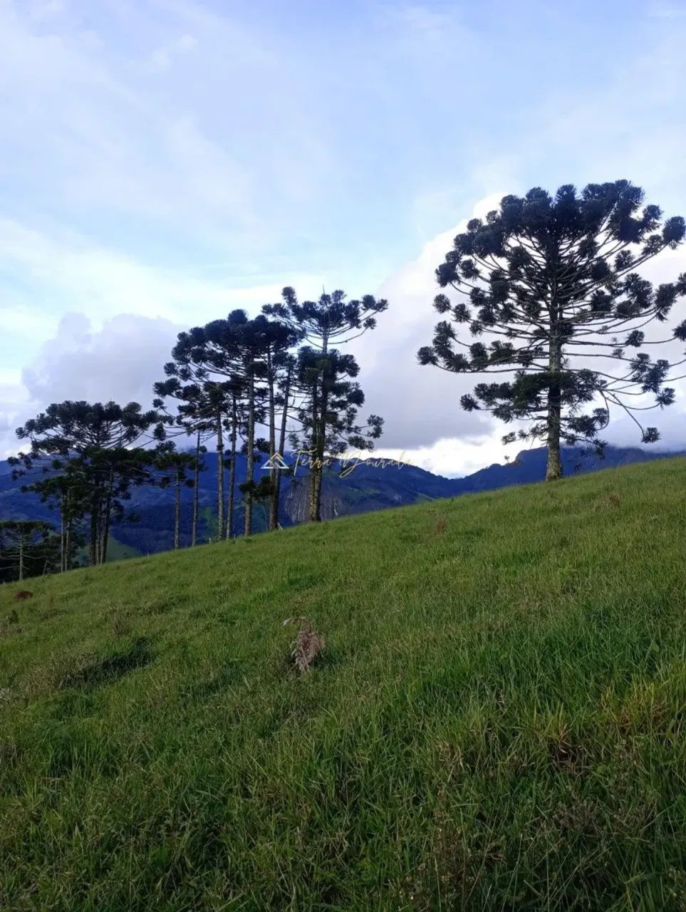 Área à Venda - Luminosa/MG - Foto 5