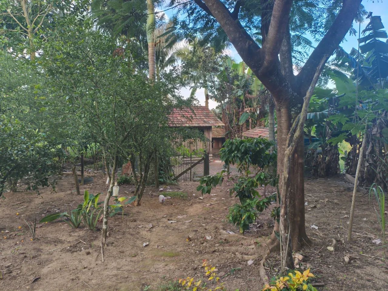 CHÁCARA À VENDA - PEDRA BRANCA - Foto 5