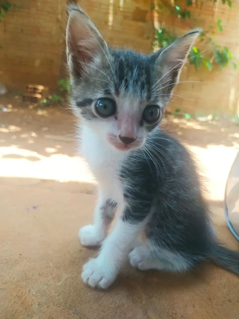 Doação de gatinhos  - Foto 3