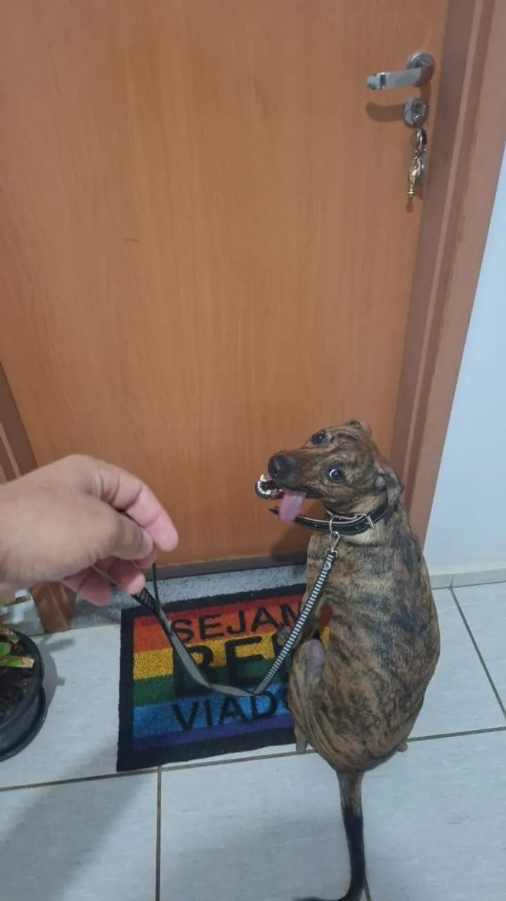 Cadela para doação  - Foto 5