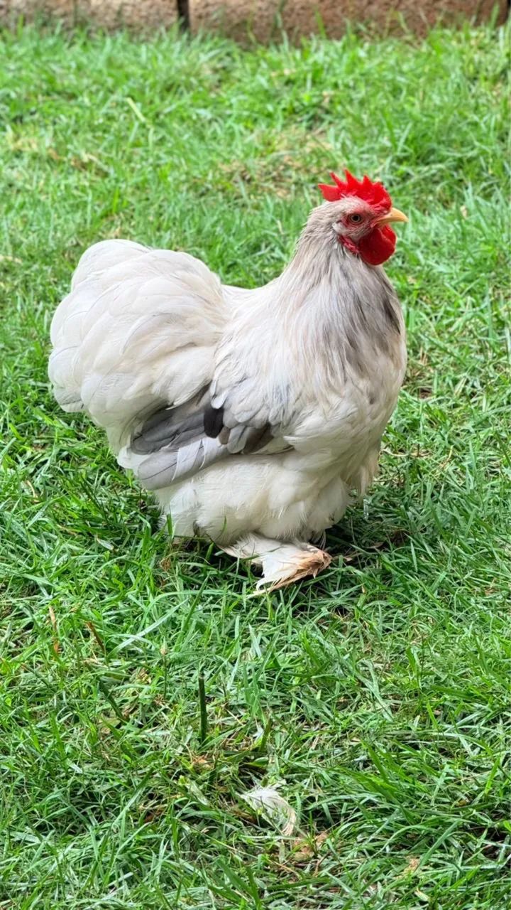 Ovos férteis - Mini Cochin - Foto 4