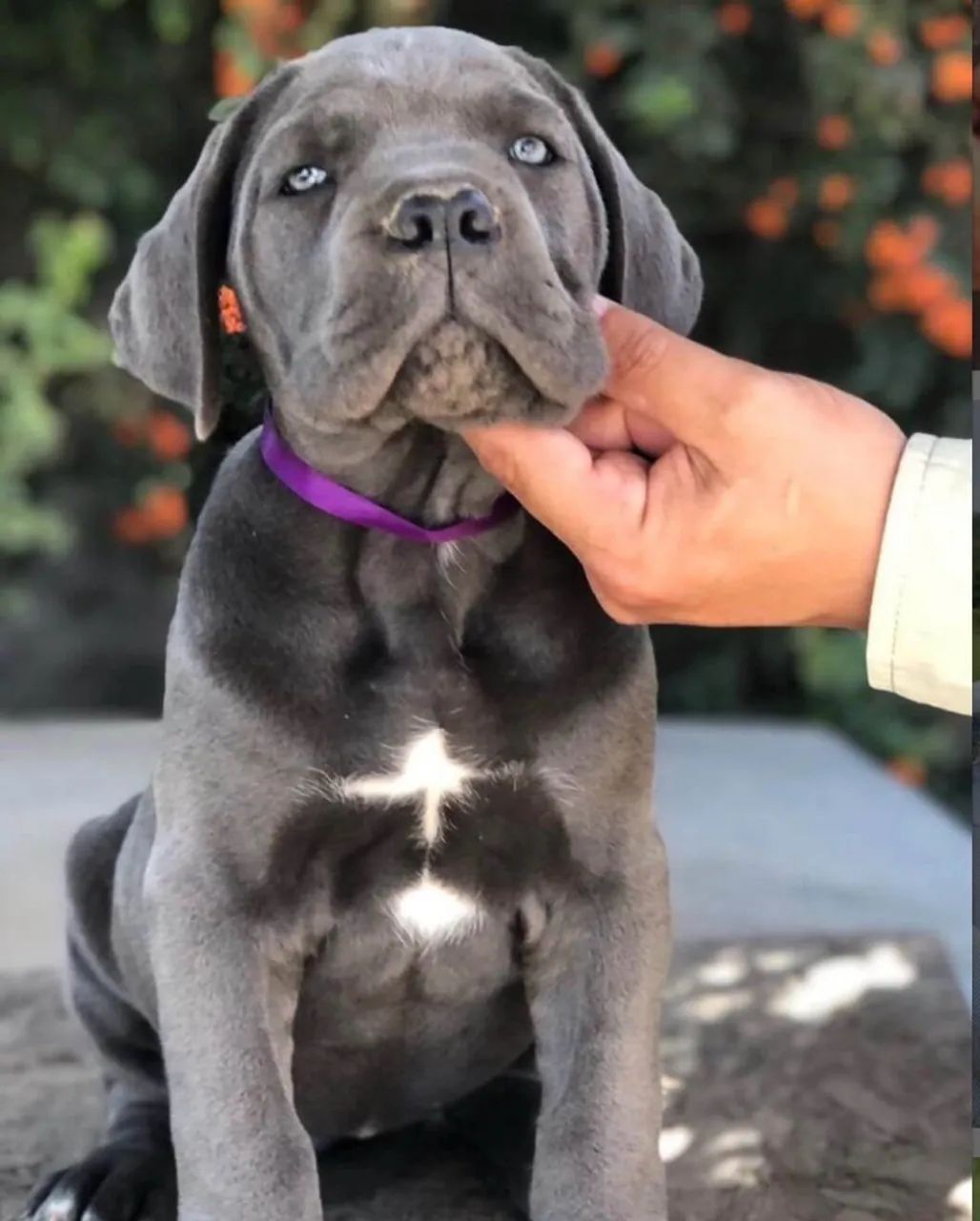 Cane corso a venda 