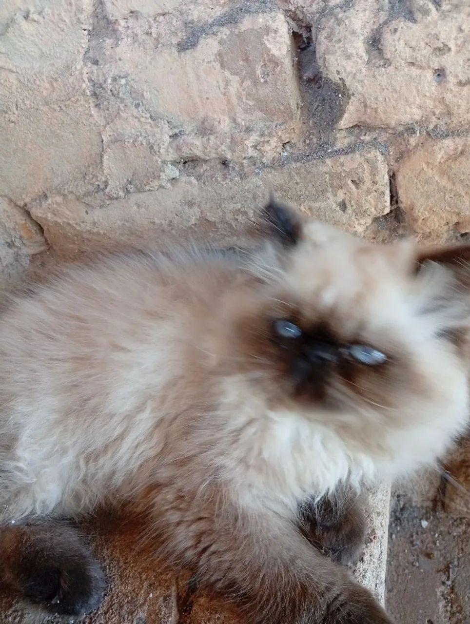 Vendo gato persa - Foto 2