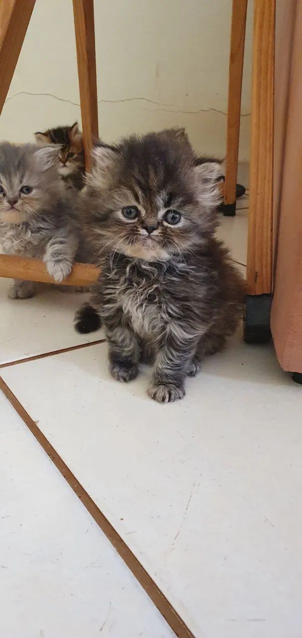 Gato persa "extremados" - Foto 2