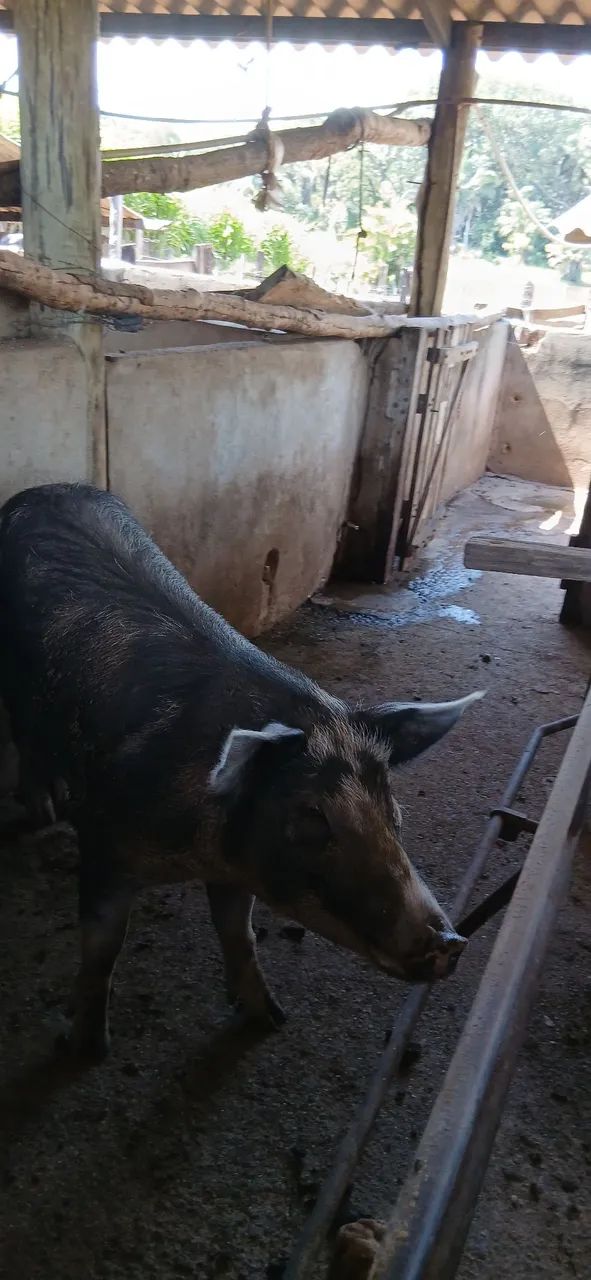 Porca mestiça de pietran