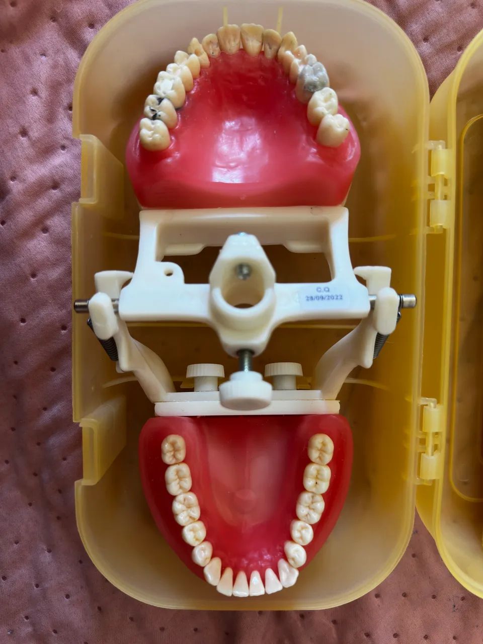 Manequim Dentistica Pronew Pd100 