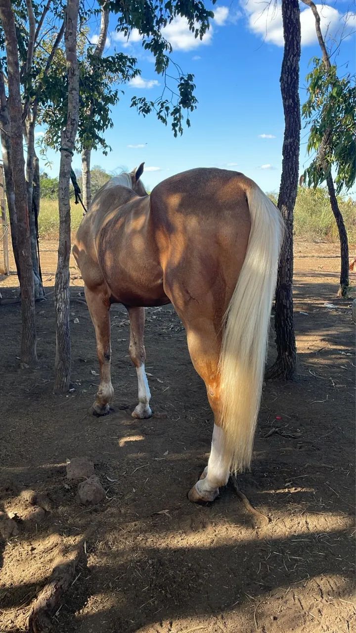 Cavalo Quarto de Milha 