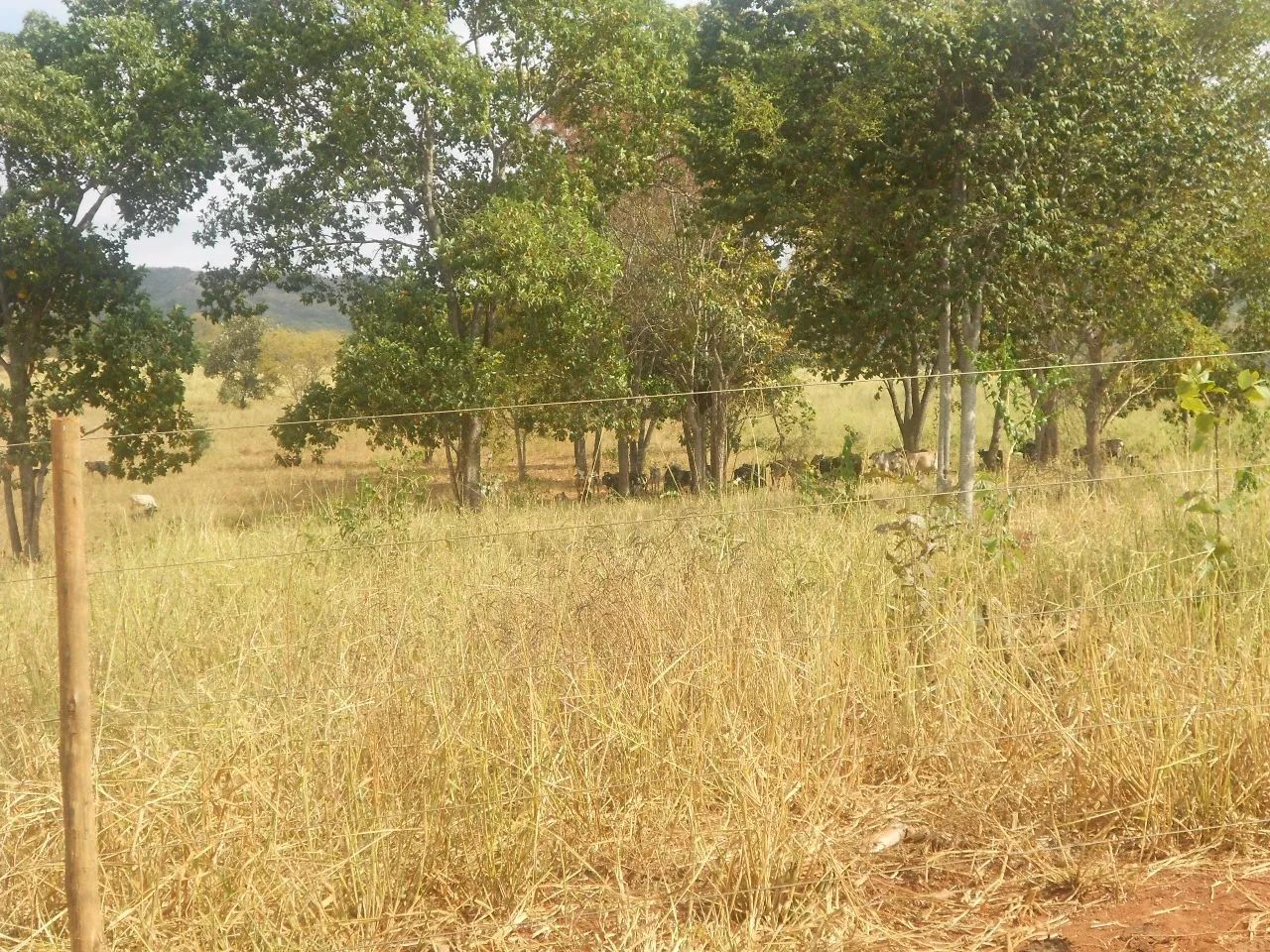 FAZENDA - 1.400 HECTARES. - Foto 2