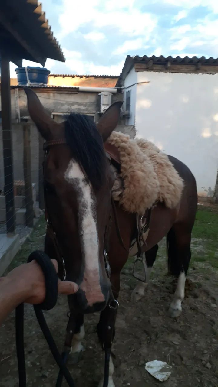 Vendo cavalo crioulo  - Foto 3