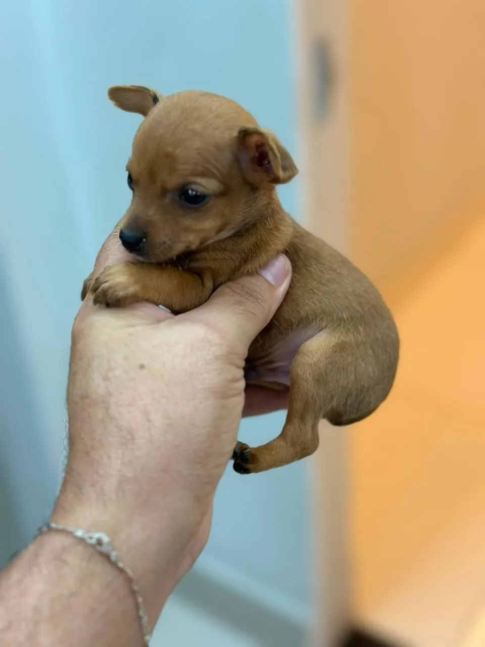 Pinscher macho zero