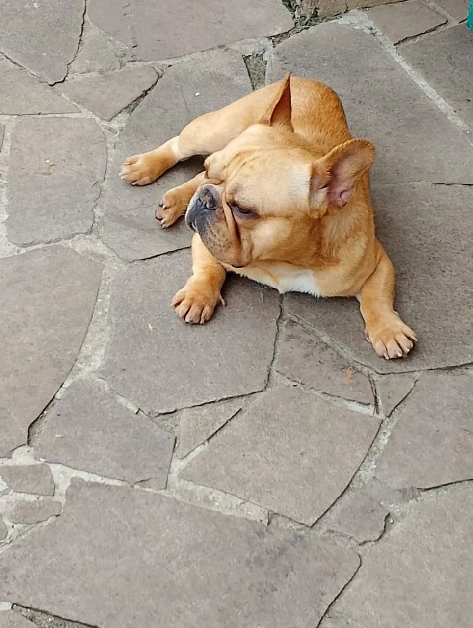 Bulldog macho com pedigree 
