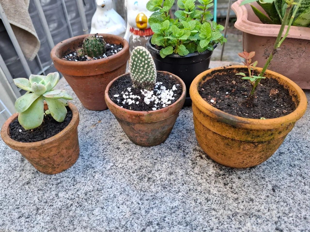 Plantas