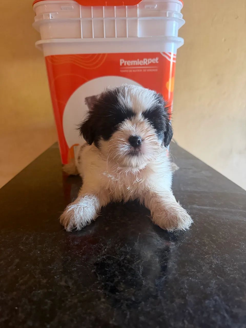 Shihtzu - Foto 2
