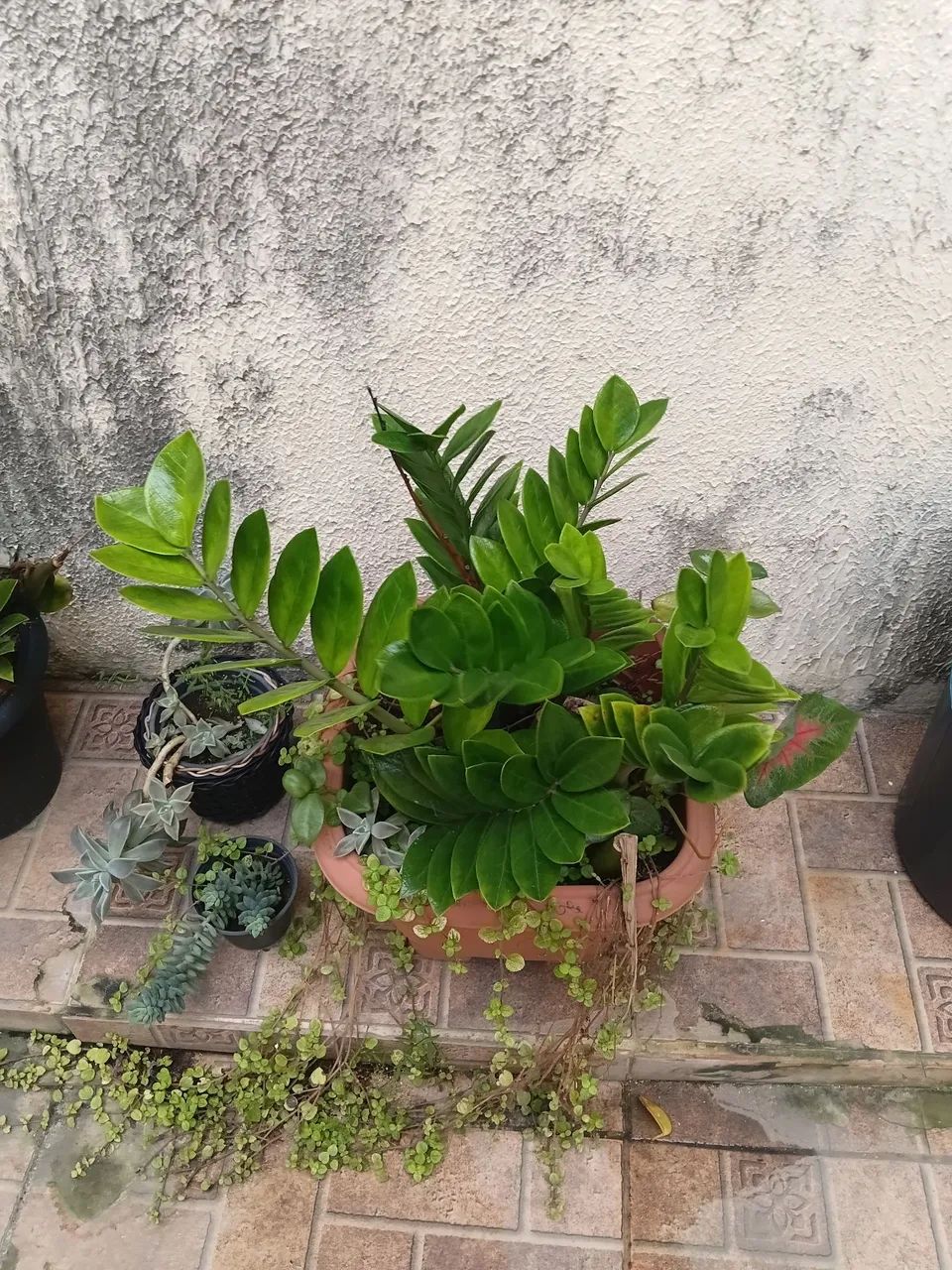 Plantas  - Foto 4