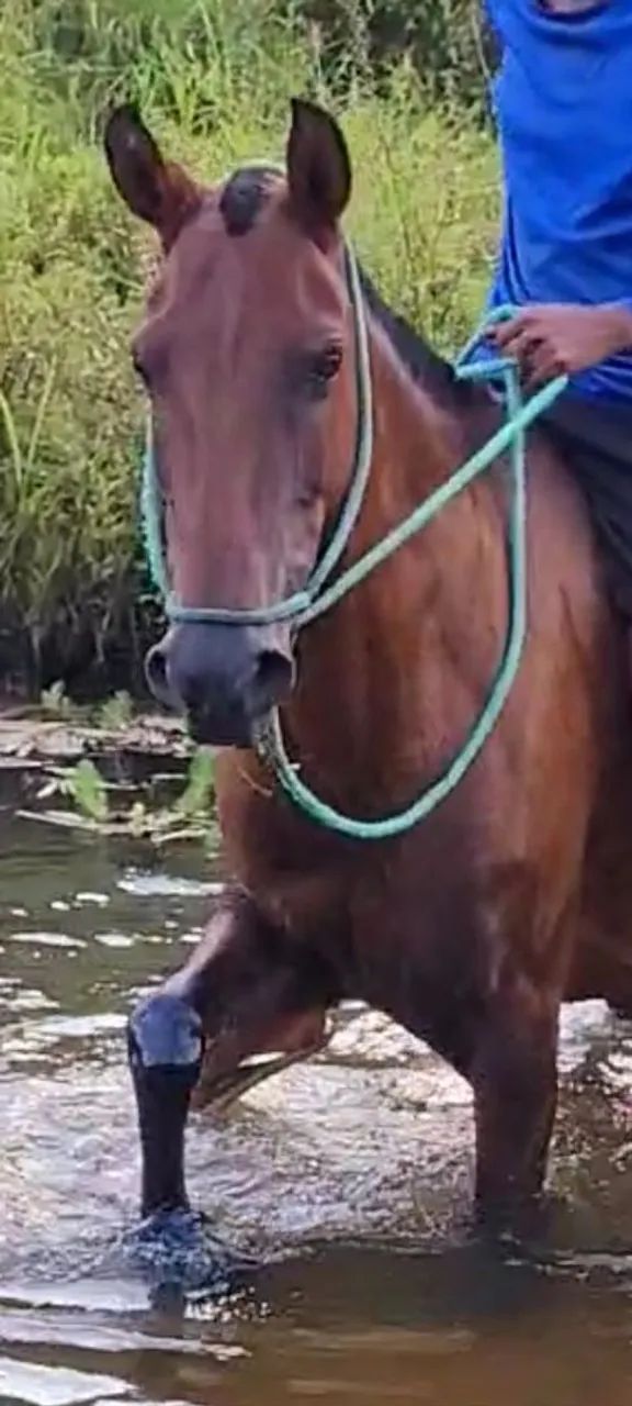 ÉGUA MM SEM REGISTRO - Foto 2