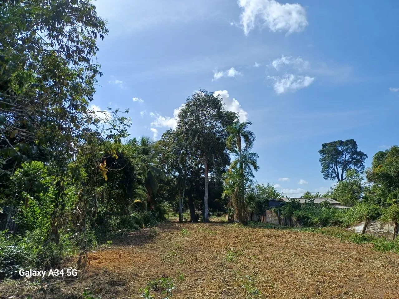 Terreno documentado em Belterra
