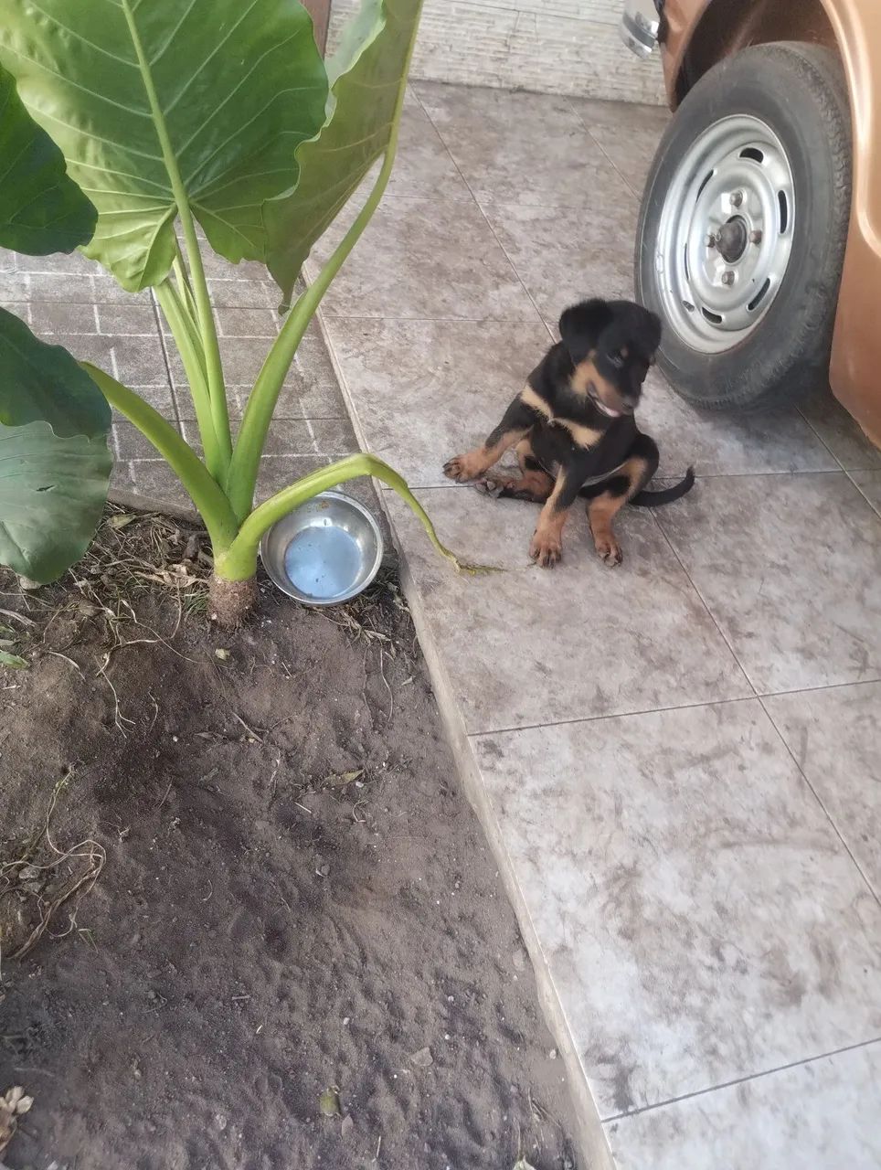 FILHOTES DE  Rottweilers  - Foto 2