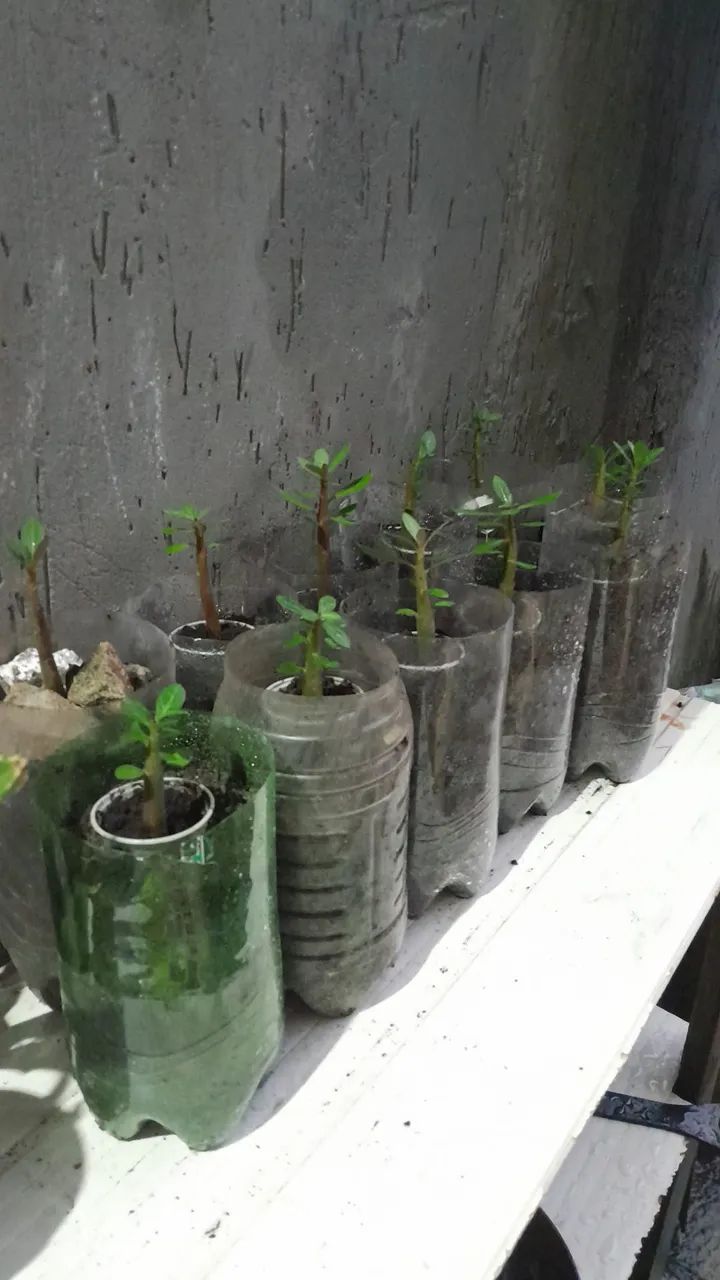 Vendo sementes de  Rosa do deserto ARABICUM ABSUM  - Foto 3