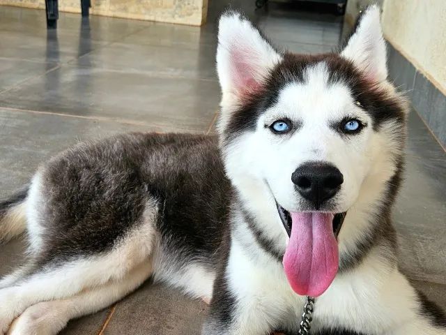 FILHOTE DE HUSKY SIBERIANO c/ DESCONTO de R$ 500,00!!! ÚLTIMA Fêmea c/ PEDIGREE da CBKC!!! - Foto 2