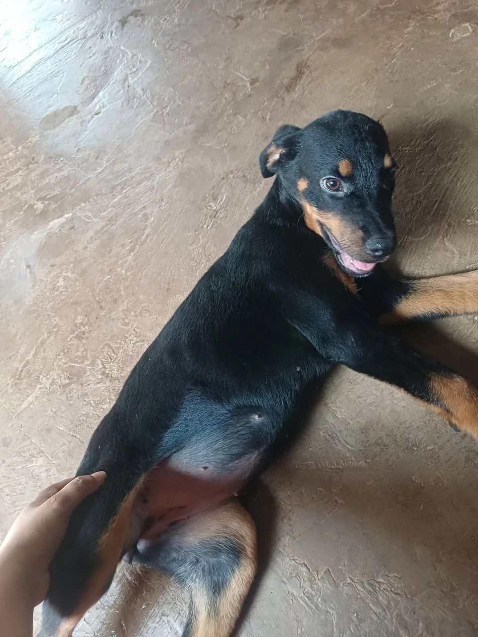 cachorro rottweiler  - Foto 3
