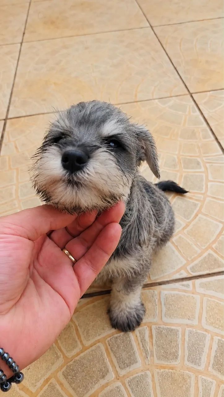 SCHNAUZER COM PEDIGREE