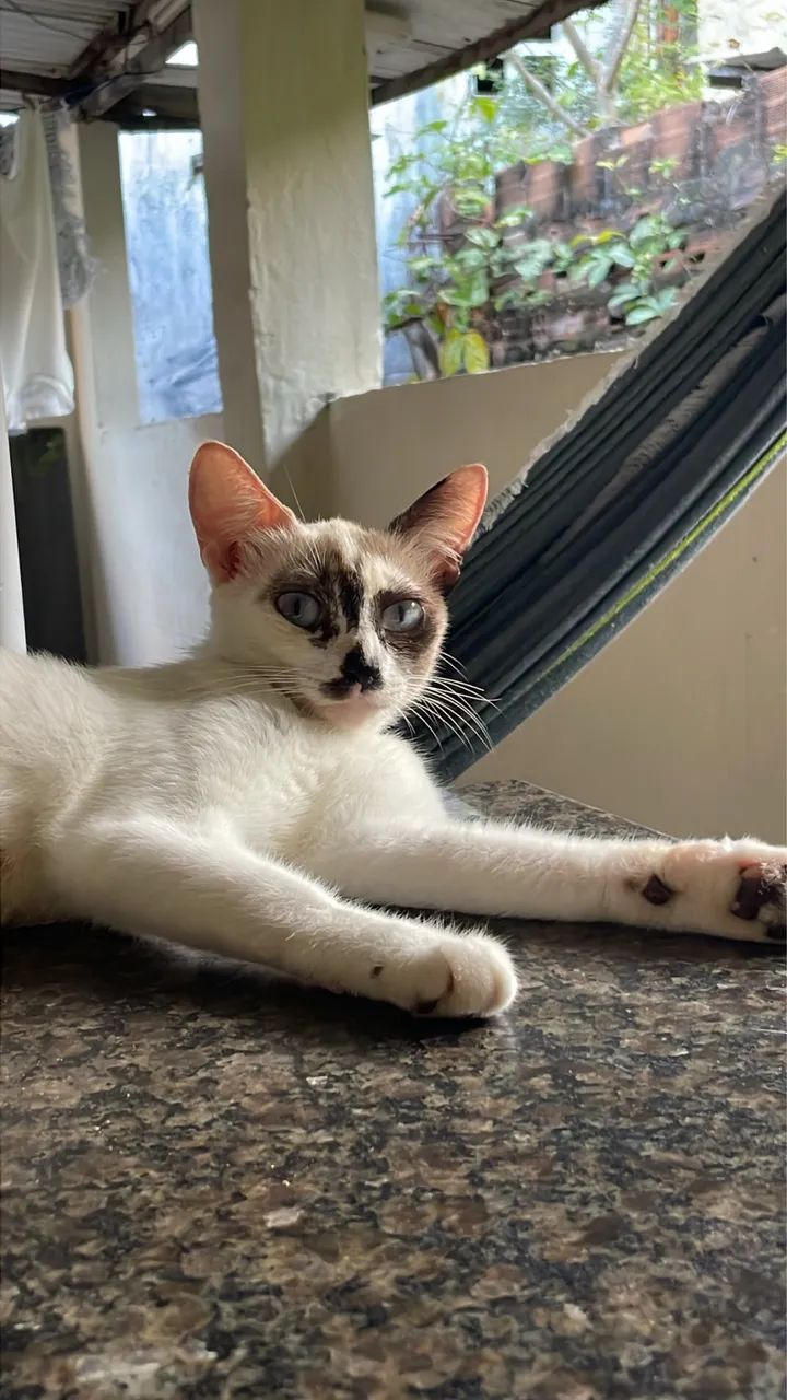 gata femea para adoçao