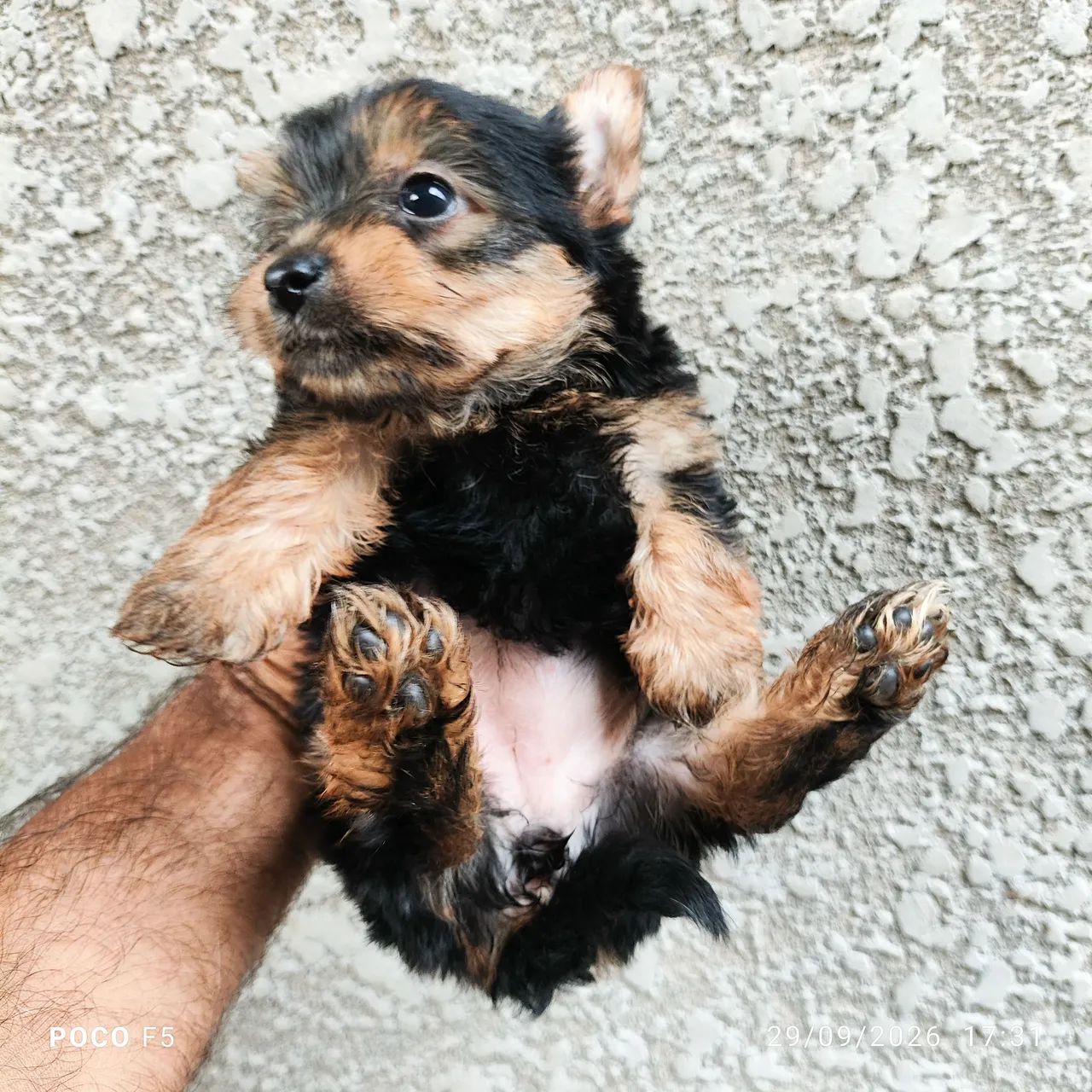 Yorkshire terrier - Foto 4