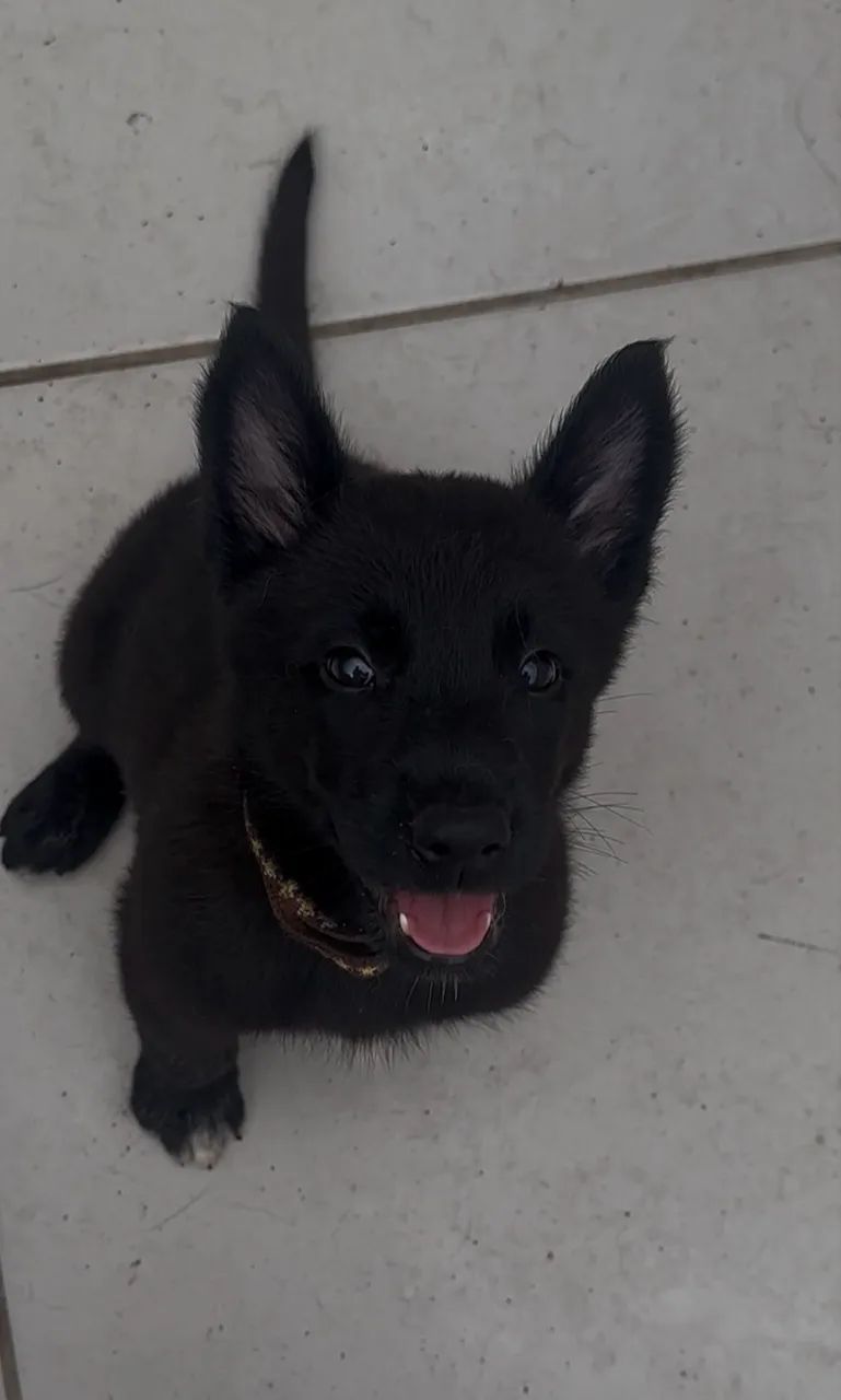 Pastor Belga Malinois  - Black - Foto 5