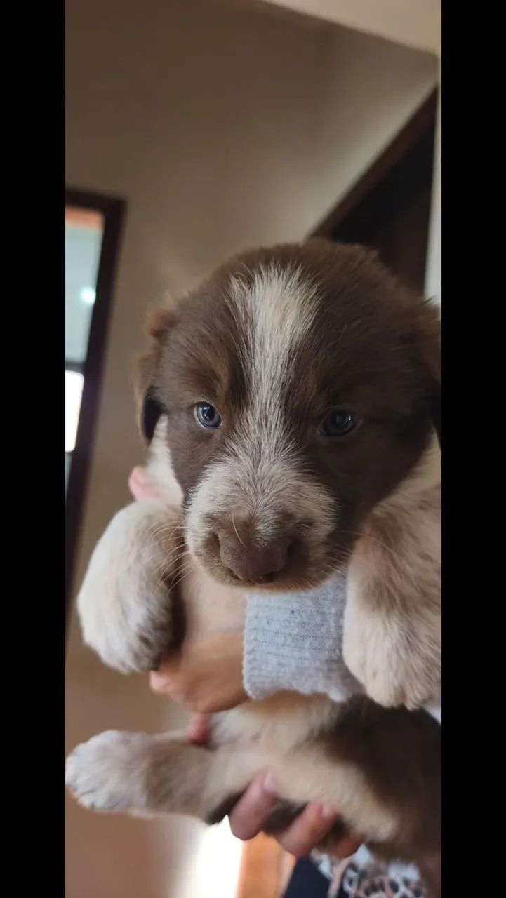 Border collie  - Foto 5